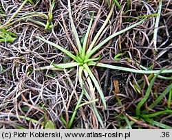 Littorella uniflora (brzeżyca jednokwiatowa)