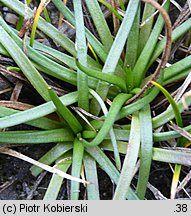 Littorella uniflora (brzeżyca jednokwiatowa)