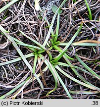 Littorella uniflora (brzeżyca jednokwiatowa)