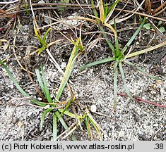 Littorella uniflora (brzeżyca jednokwiatowa)