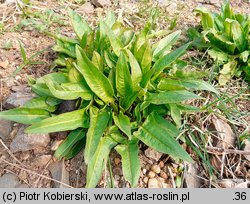 Bunias orientalis (rukiewnik wschodni)