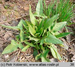 Bunias orientalis (rukiewnik wschodni)