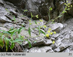 Bupleurum falcatum (przewiercień sierpowaty)