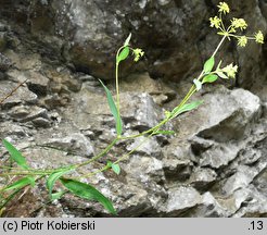 Bupleurum falcatum (przewiercień sierpowaty)