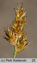 Carex ×hanseniana