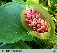 Calla palustris (czermień błotna)