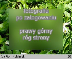 Calla palustris (czermień błotna)