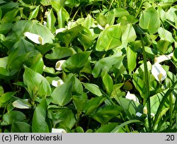 Calla palustris (czermień błotna)