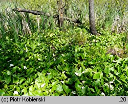 Calla palustris (czermień błotna)