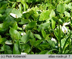 Calletum palustris - zespół czermieni błotnej