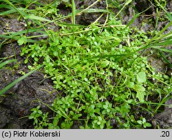 Callitriche stagnalis (rzęśl wielkoowockowa)