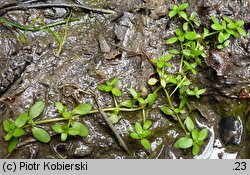 Callitriche stagnalis (rzęśl wielkoowockowa)