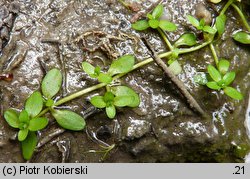 Callitriche stagnalis (rzęśl wielkoowockowa)