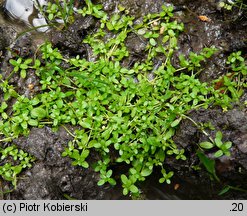 Callitriche stagnalis (rzęśl wielkoowockowa)