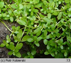 Callitriche stagnalis (rzęśl wielkoowockowa)