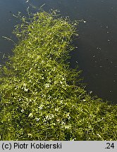 Callitriche hamulata (rzęśl hakowata)