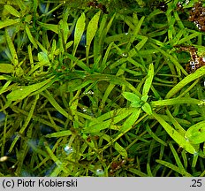 Callitriche hamulata (rzęśl hakowata)