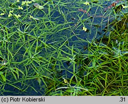 Callitriche hamulata (rzęśl hakowata)