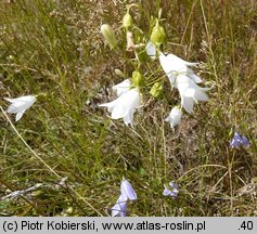 Campanula rotundifolia (dzwonek okrągłolistny)