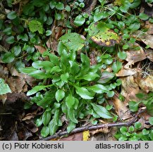 Campanula abietina (dzwonek rozłogowy)