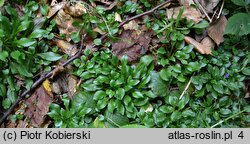 Campanula abietina (dzwonek rozłogowy)