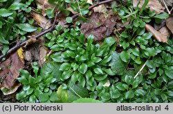 Campanula abietina (dzwonek rozłogowy)