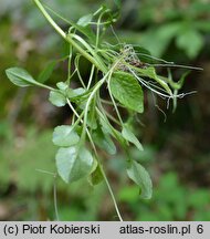 Campanula abietina (dzwonek rozłogowy)