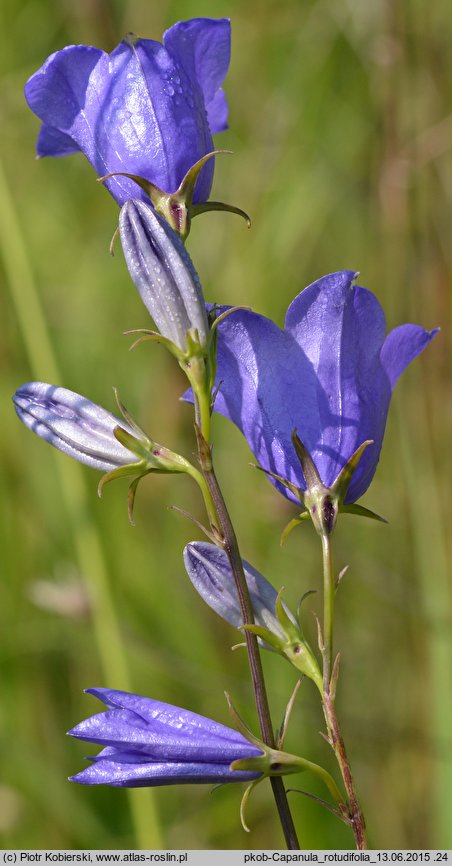 Campanula rotundifolia (dzwonek okrągłolistny)