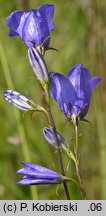 Campanula rotundifolia (dzwonek okrągłolistny)