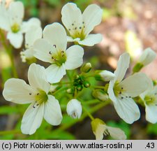 Cardamine amara (rzeżucha gorzka)