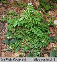 Cardamine flexuosa (rzeżucha leśna)