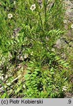 Cardamine impatiens (rzeżucha niecierpkowa)