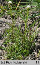 Cardamine parviflora (rzeżucha drobnokwiatowa)