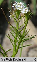 Cardamine parviflora (rzeżucha drobnokwiatowa)