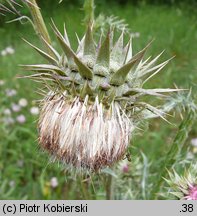 Carduus nutans (oset zwisły)