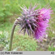 Carduus nutans (oset zwisły)