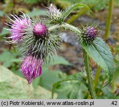 Carduus personata (oset łopianowaty)