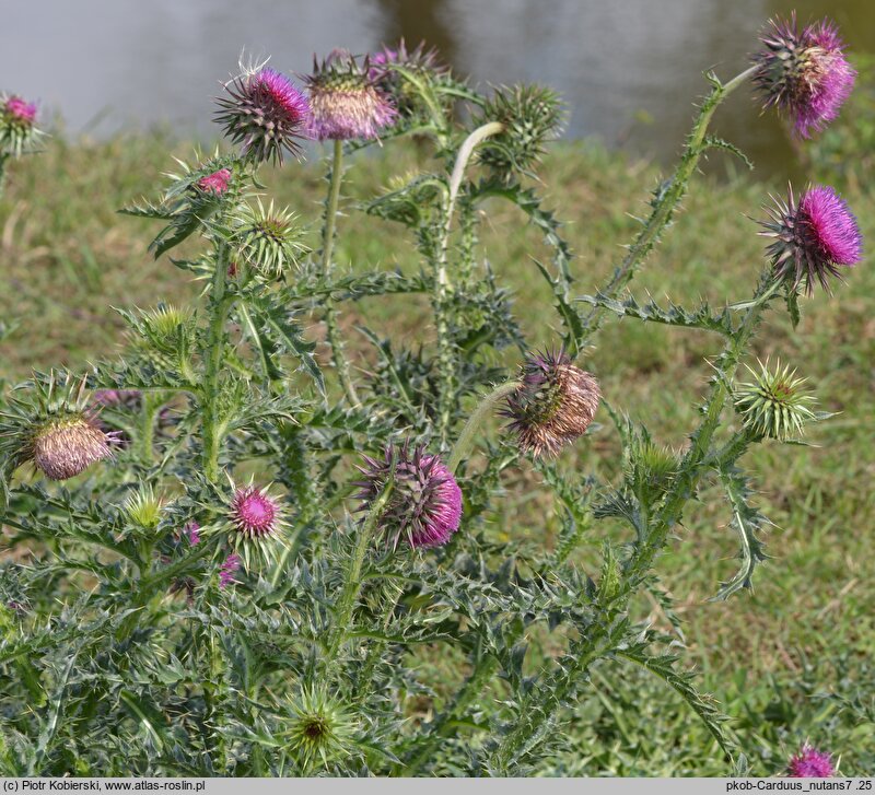 Carduus nutans (oset zwisły)