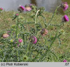 Carduus nutans (oset zwisły)