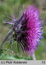 Carduus nutans (oset zwisły)