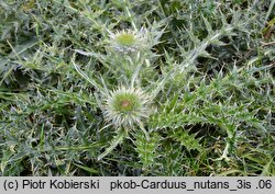 Carduus nutans (oset zwisły)
