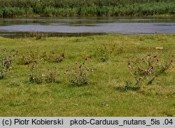 Carduus nutans (oset zwisły)