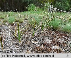 Carex arenaria