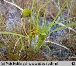 Carex bohemica (turzyca ciborowata)