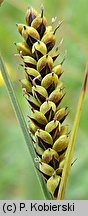 Carex hartmaniorum (turzyca Hartmana)