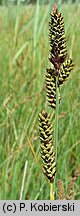 Carex hartmaniorum (turzyca Hartmana)