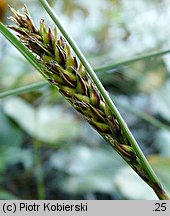 Carex lasiocarpa (turzyca nitkowata)