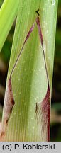 Carex acutiformis (turzyca błotna)