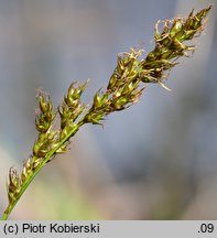 Carex appropinquata (turzyca tunikowa)