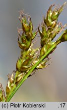 Carex appropinquata (turzyca tunikowa)